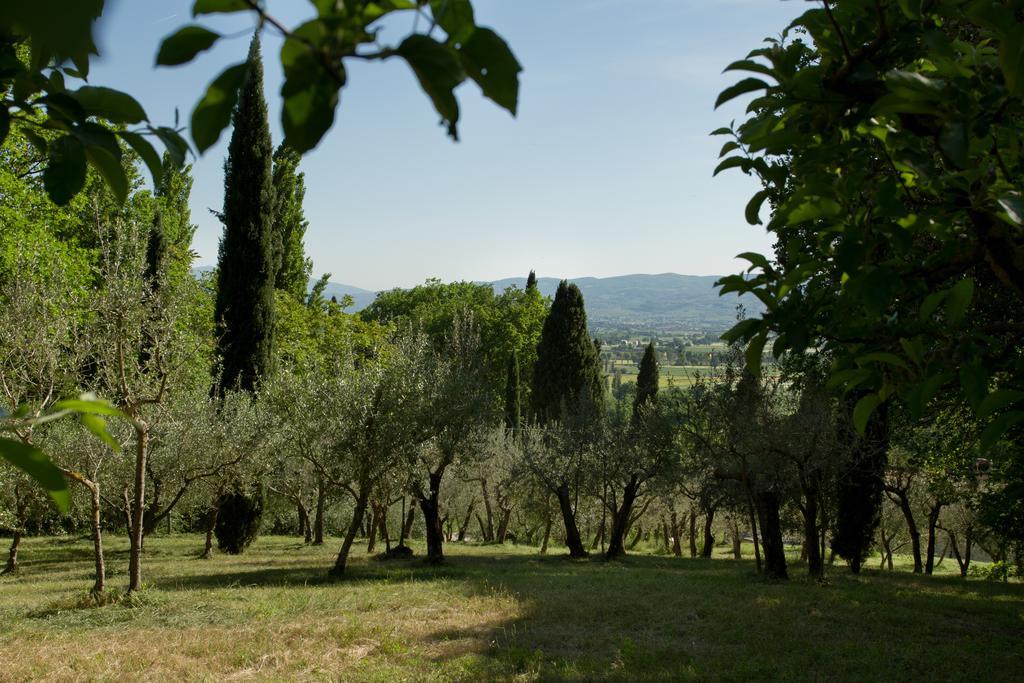 Villa Degli Ulivi Assisi Bagian luar foto